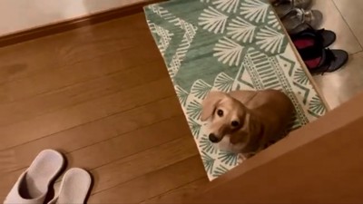 座って待つパンナちゃん