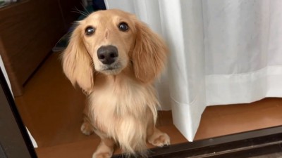 飼い主さんを見つめるパンナちゃん