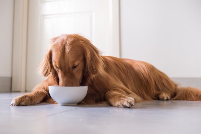 茶碗でご飯を食べる犬