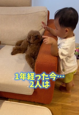 犬に近づく男の子