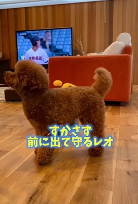 前に出て守る犬