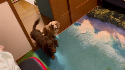 シンバくんとパンナちゃん