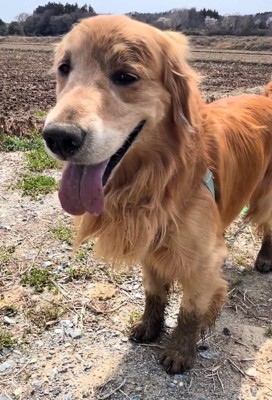 泥んこのマッシュくん