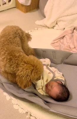 赤ちゃんを見るりのちゃん