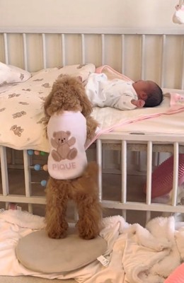 尻尾を振るりのちゃん