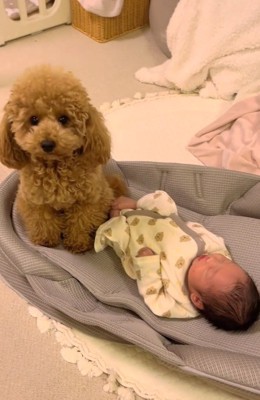 投稿主さんを見るりのちゃん