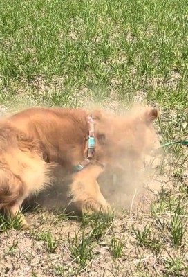 土埃が舞うマッシュくん