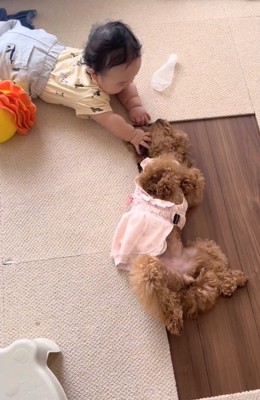 お腹を見せるりのちゃん