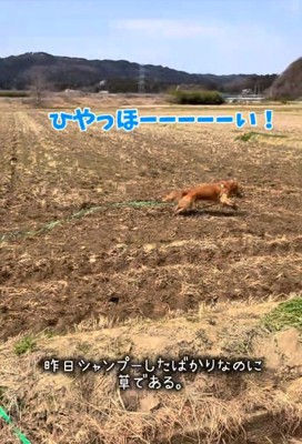 はしゃぐマッシュくん