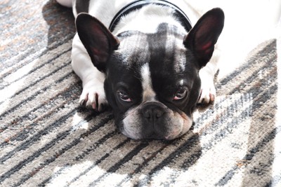 伏せて上目遣い、フレブル