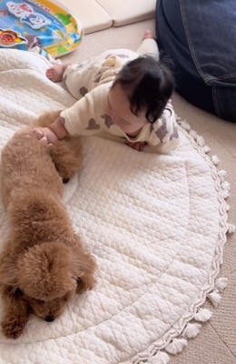 りのちゃんに触りたい赤ちゃん