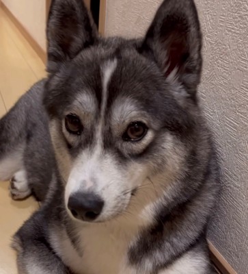 上目遣いの犬