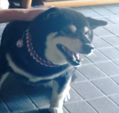 柴犬