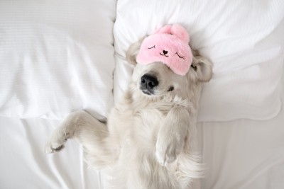 アイマスクをつけて寝るゴールデン