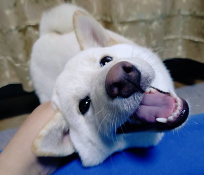 ニコニコ笑顔
