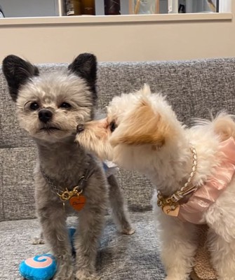 二匹の小型犬