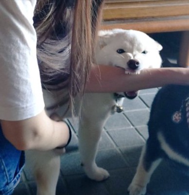 柴犬米子