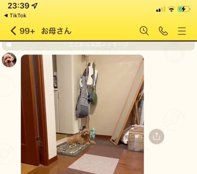 座り込む犬