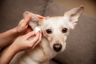 犬の耳ケア