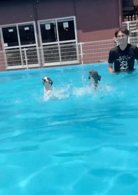 バタバタ泳ぎする犬