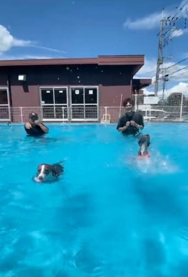 顔を上げて泳ぐ犬