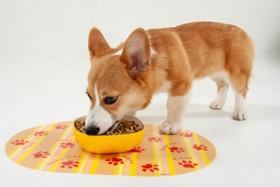 ご飯を食べている犬