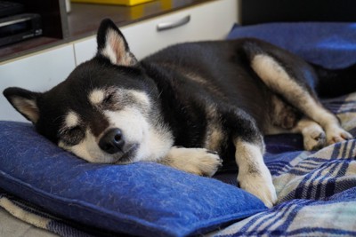 ペット用ベッドで眠る老犬