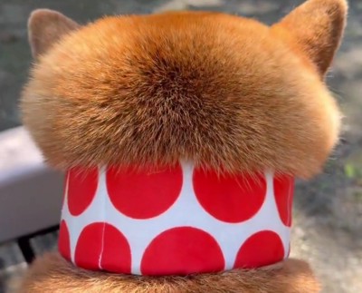 ドッグランに遊びに来た