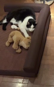 ネコさんに盗られちゃった!