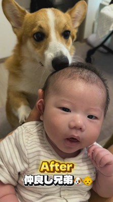 抱っこされている赤ちゃんの匂いを嗅ぐ犬