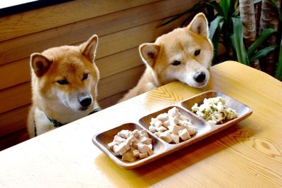 ご飯待ちの柴犬たち