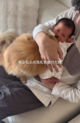 もふもふのハニちゃん