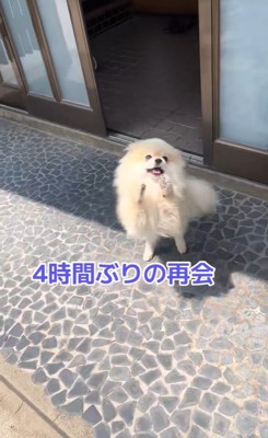 ますお君の熱烈歓迎6