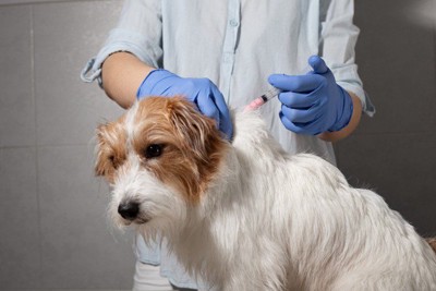 注射される犬