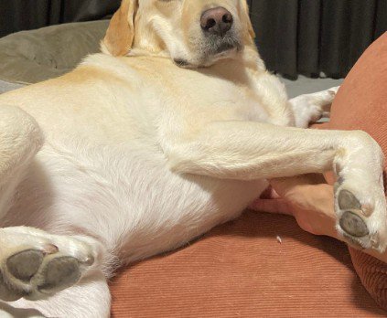 お散歩に誘ったら…