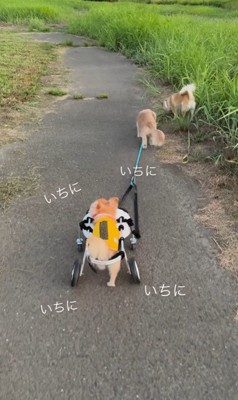 お散歩を楽しむさくらちゃん7