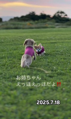 お散歩を楽しむさくらちゃん