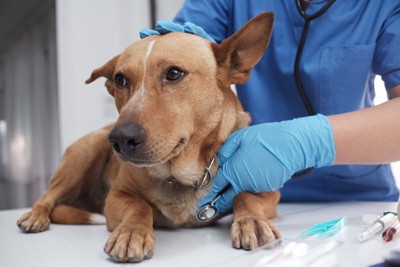 動物病院の犬