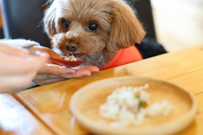 ご飯を食べさせてもらうトイプードル