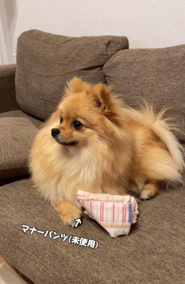 視線を逸らすハニちゃん