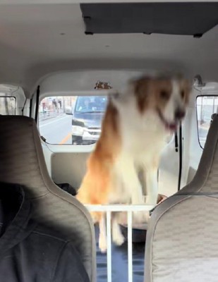 後部座席で大喜び♪