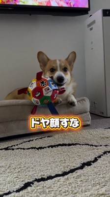 クッションの上でボールを咥える犬