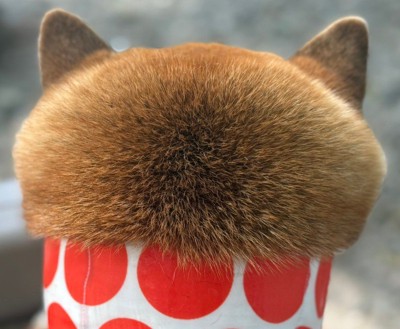 もふもふカップケーキ！？