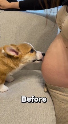 女性のお腹に顔を寄せる犬