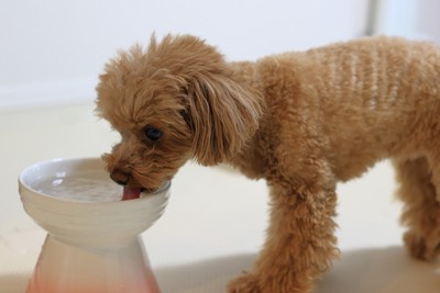 水を飲む犬