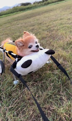 お散歩を楽しむさくらちゃん6