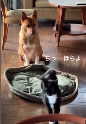 どいてくれたけど…
