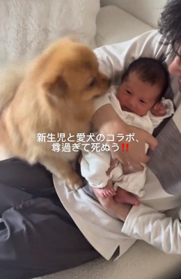 赤ちゃんに近づくハニちゃん