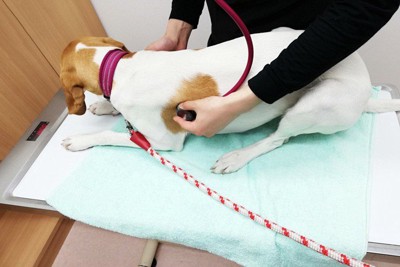 診察される犬