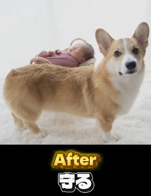 赤ちゃんの近くでカメラをふり返る犬